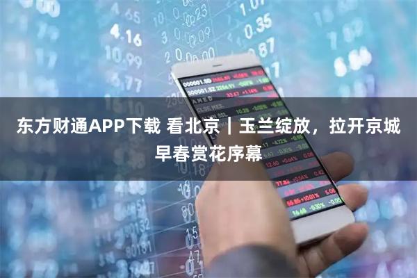 东方财通APP下载 看北京｜玉兰绽放，拉开京城早春赏花序幕